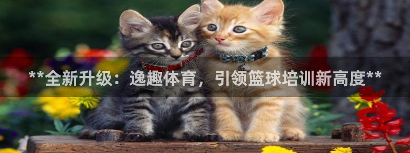 耀世集团视频直播：**全新升级：逸趣体育，引领篮球培